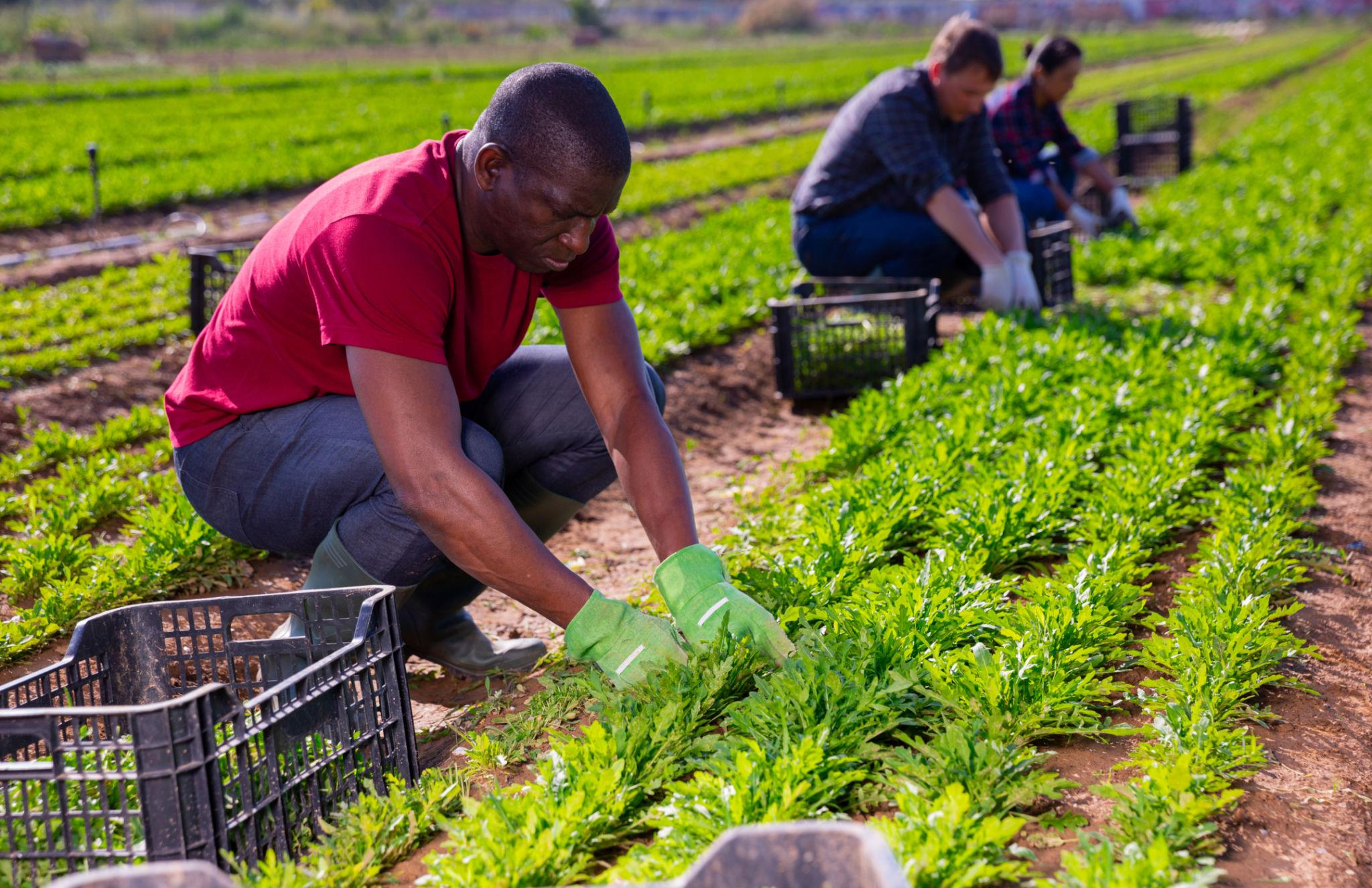 H-2A Visa Sponsored Farm Jobs In USA 2026